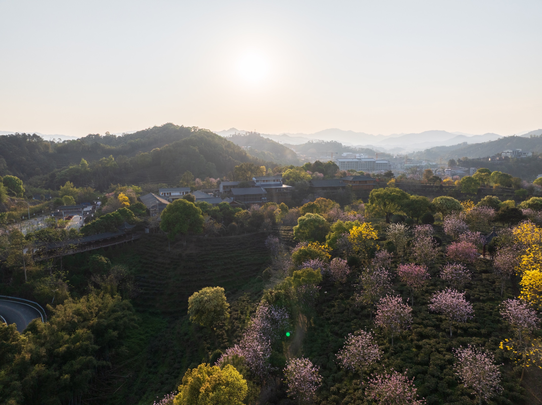 春季六堡茶园