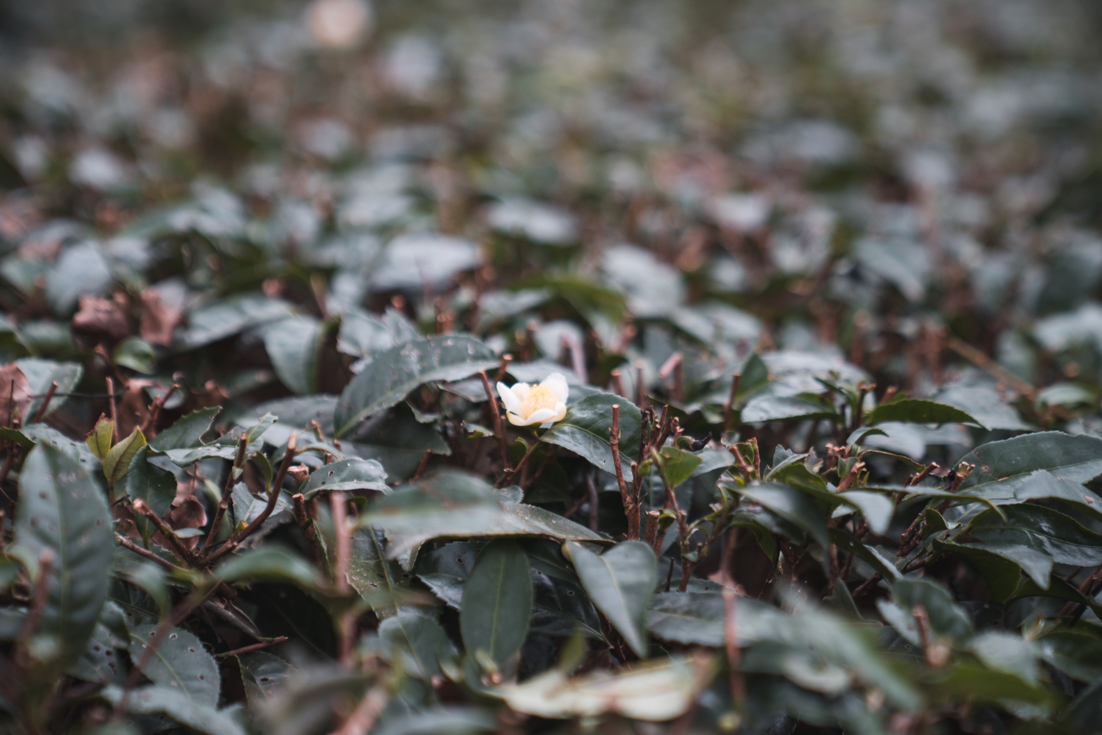 六堡茶树与茶花